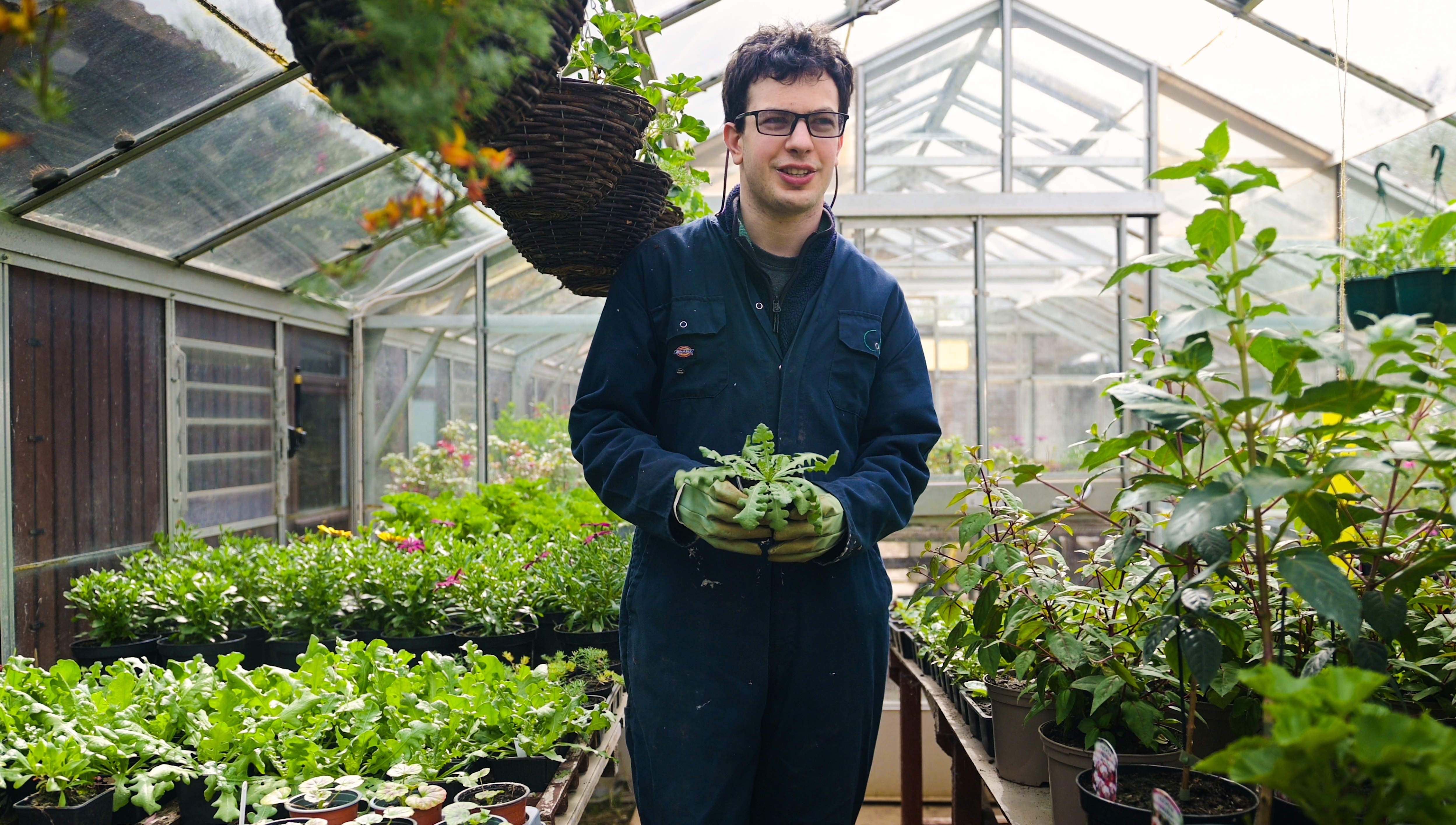 greenhouse crop